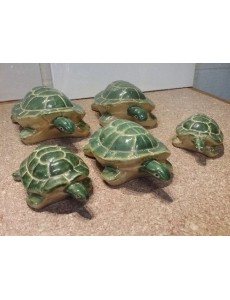 FAMILLE TORTUES