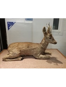 BICHE ASSISE  L 80 CM  H 60 CM
