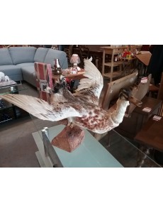 CANARD   L 60 CM  H 50 CM