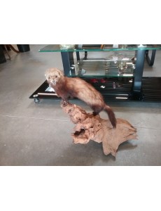 FOUINE  L 50 CM  H 50 CM