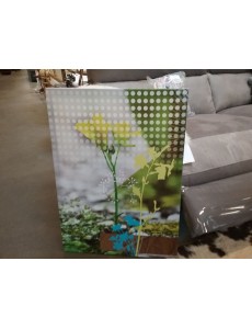 REPRODUCTION " FLEURS"